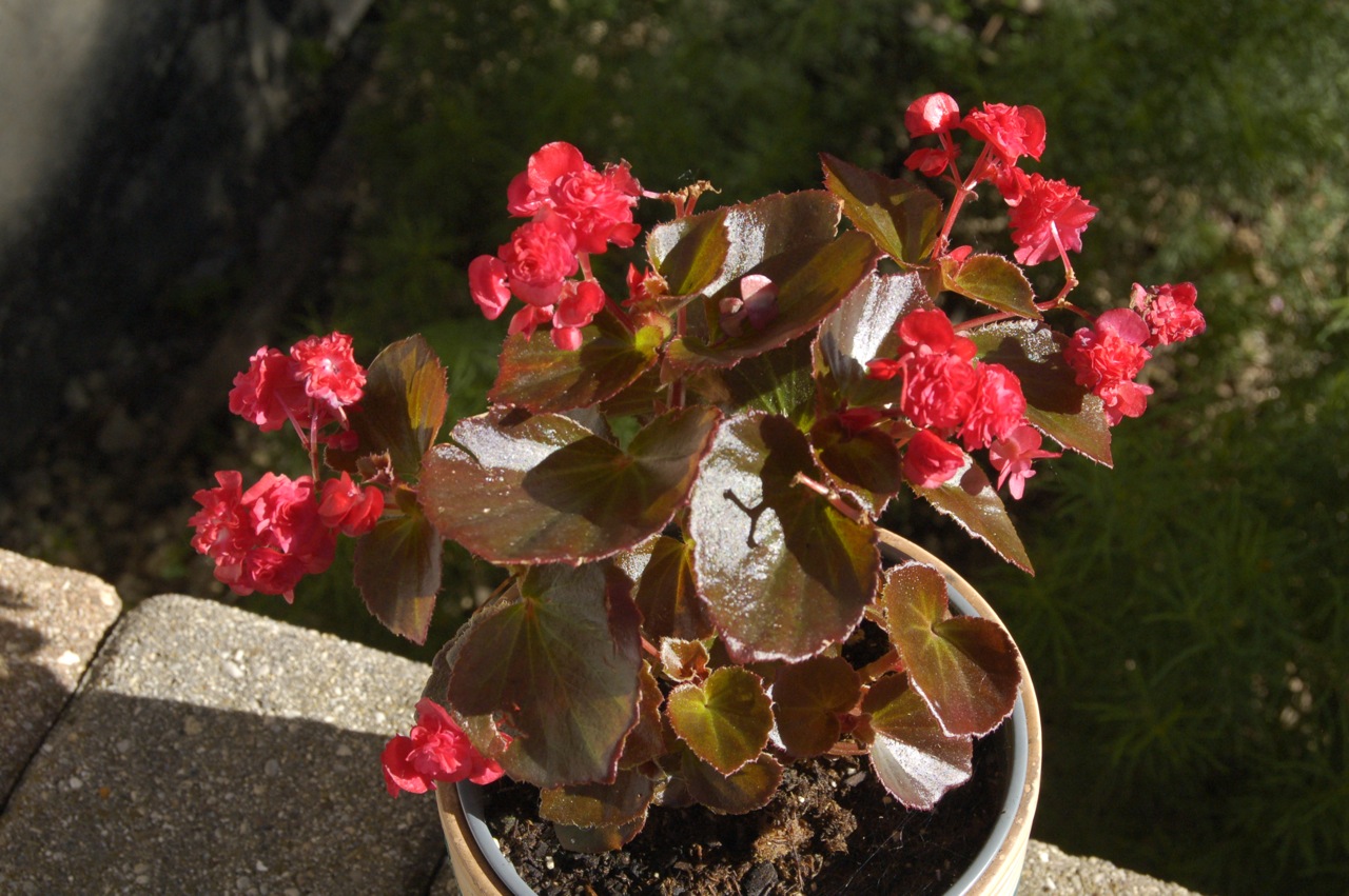 B. ‘Doublet Red’
